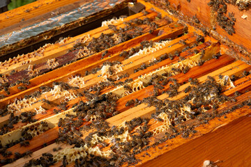 Le travail des abeilles pour la production du miel