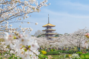 Cherry blossoms in full bloom in Wuhan East Lake Sakura Garden in warm spring