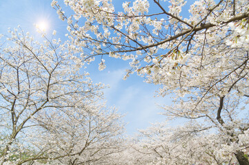 Cherry blossoms in full bloom in Wuhan East Lake Sakura Garden in warm spring