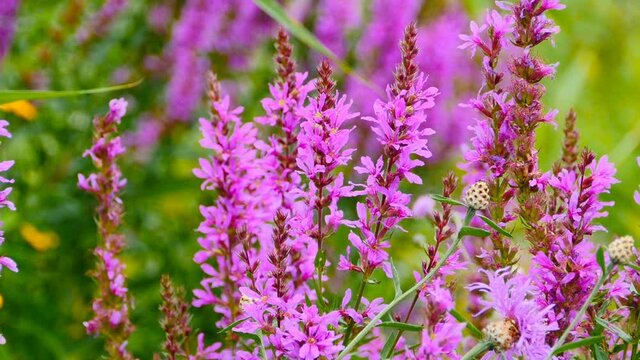 bright Lythrum salicaria wildflower blooming close up