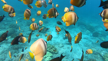 Fototapeta na wymiar underwater photo with various fish