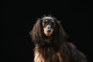 黒背景でのミニチュアダックスのポートレート