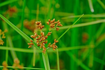 Fimbristylis littoralis(lesser fimbry or lesser fimbristylis) flowers with blurred green leaves background.