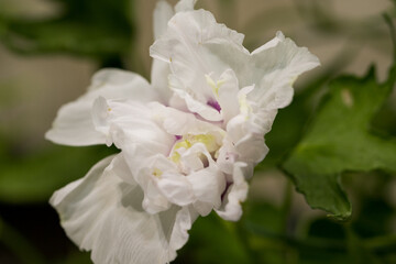 変化朝顔　千葉県佐倉市　日本