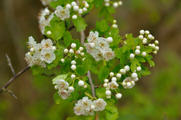 Blüten des Eingriffeligen Weißdorn