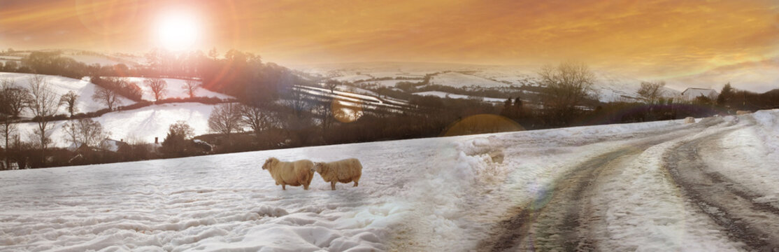 Exmoor sheep in winter 