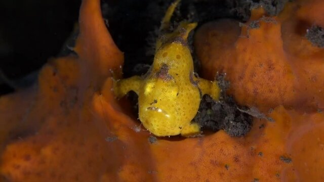 Painted Frogfish - Antennarius pictus. Macro underwater world of Tulamben, Bali, Indonesia. 