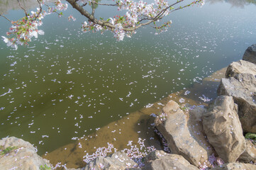 Obraz na płótnie Canvas Cherry blossoms in full bloom in Wuhan East Lake Sakura Garden in warm spring