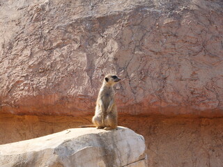 Suricate