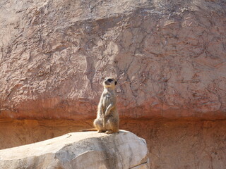 Suricate