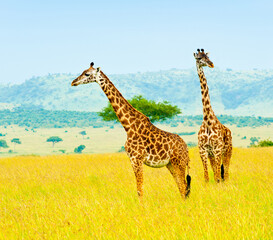 Two giraffes, Kenya, Africa