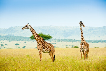Two giraffes in savannah. Wild nature. Kenya. Africa
