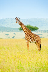 A giraffe, Kenya, Africa