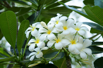 Obraz na płótnie Canvas White plumeria in tropical garden