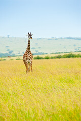 Fototapeta premium giraffe in savanna, Kenya, Africa
