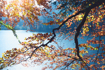 beautiful autumn forest