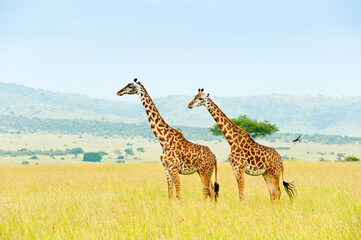 Two giraffes in savanna, wild nature, Kenya, Africa