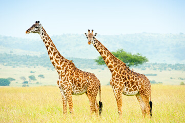 Two giraffes, Kenya, Africa