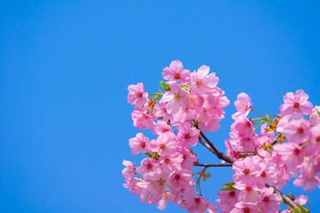 Cherry blossoms in full bloom in Wuhan East Lake Sakura Garden in warm spring