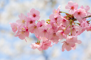Cherry blossoms in full bloom in Wuhan East Lake Sakura Garden in warm spring