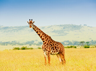 Obraz premium A giraffe, Kenya