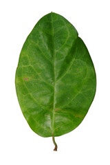 Obraz premium Leaf isolate on white background.
