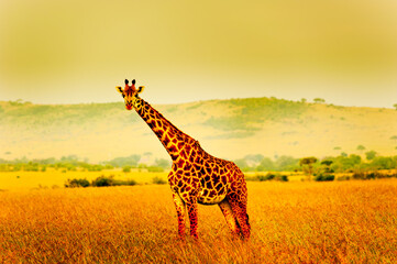 A giraffe, Kenya, Africa