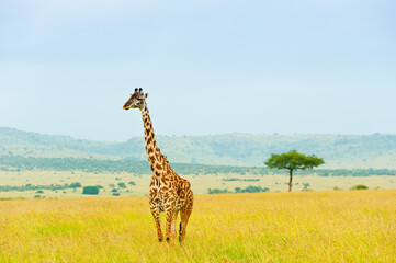 Obraz premium A giraffe, Kenya, Africa