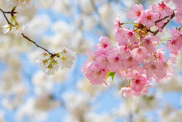 Cherry blossoms in full bloom in Wuhan East Lake Sakura Garden in warm spring