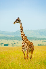 Giraffe in wild nature, Kenya, Africa