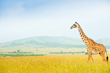 Obraz premium Giraffe in savannah. Wild nature. Kenya. Africa