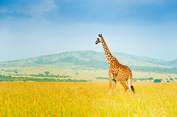 Obraz premium A giraffe in savanna, wild nature, Kenya, Africa
