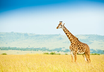 Obraz premium Giraffe in savannah. Wild nature. Kenya. Africa