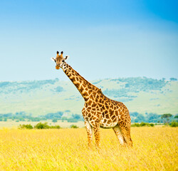 Giraffe in savannah. Wild nature. Kenya. Africa
