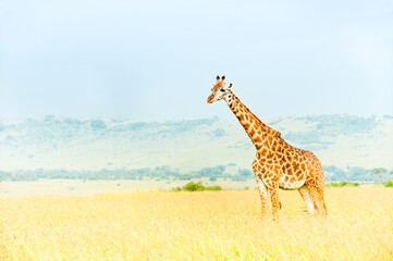 Obraz premium Giraffe, Kenya, Africa