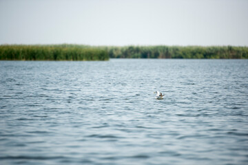 Fototapeta na wymiar Landscape with waterline and a solitary bird in Danube Delta, Romania, at evening time, summer day
