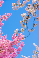 Cherry blossoms in full bloom in Wuhan East Lake Sakura Garden in warm spring