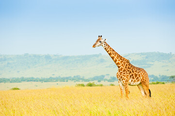Giraffe in savanna, Wild nature Kenya, Africa