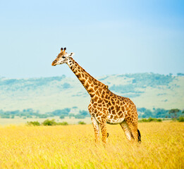 Giraffe in savannah. Wild nature. Kenya. Africa