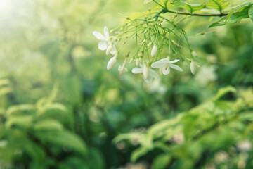 Fototapeta na wymiar White flowers in the garden and light flare.