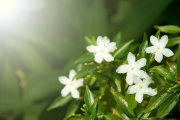 White flowers in the garden and light flare.