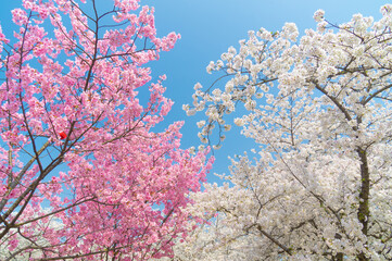 Cherry blossoms in full bloom in Wuhan East Lake Sakura Garden in warm spring