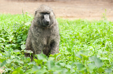 Obraz premium Baboon. Wild nature. Kenya. Africa
