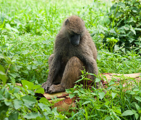 Obraz premium Baboon is sitting on a fallen tree. Wild nature. Kenya. Africa