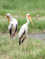 Two yellow-billed storks, Kenya, Africa