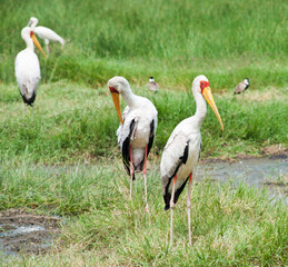 Yellow-billed storks (Mycteria ibis) in wild nature. Kenya. Africa