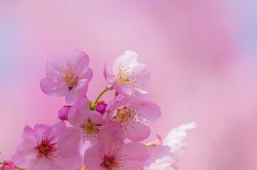 Obraz premium Cherry blossoms in full bloom in Wuhan East Lake Sakura Garden in warm spring