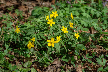 Auf dem Waldboden im Frühling: Grippe der Wildblume Gelbes Windröschen (lat.: Anemone ranunculoides)