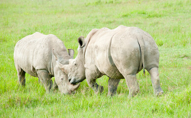 Naklejka na ściany i meble Two rhinos in wild nature, Kenya, Africa