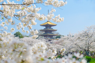Cherry blossoms in full bloom in Wuhan East Lake Sakura Garden in warm spring